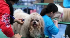 Ljepota u psima: pekingese malachi